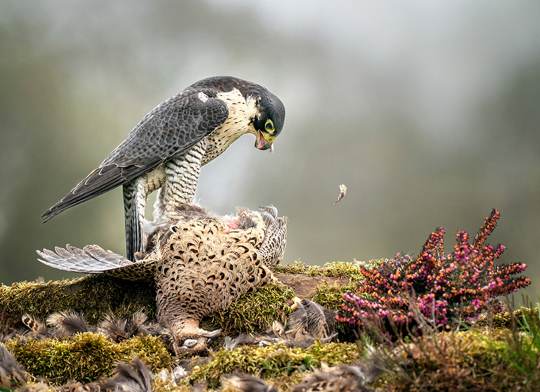 Peregrine Falcon