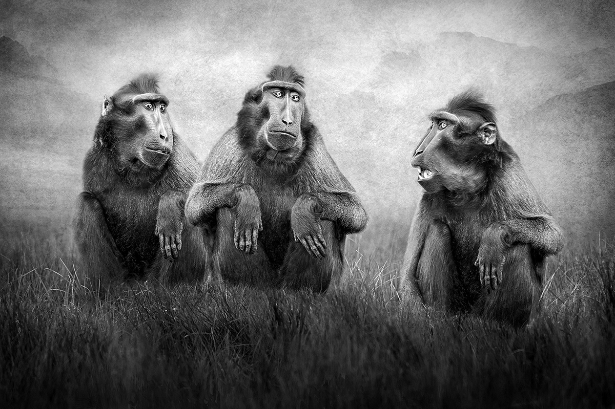 Three Wise Macaques
