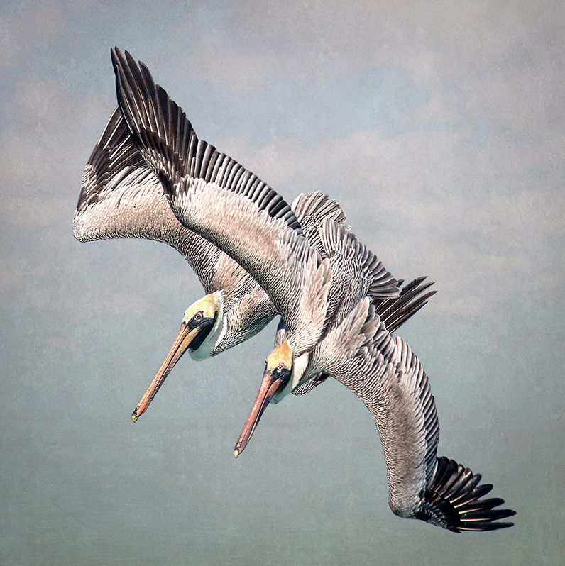 Synchronised Diving
