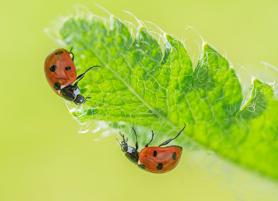 Ladybirds