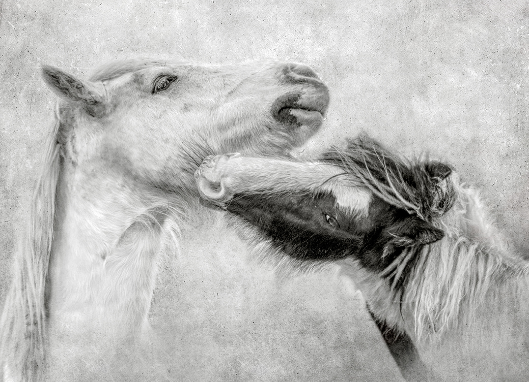 Wild Ponies