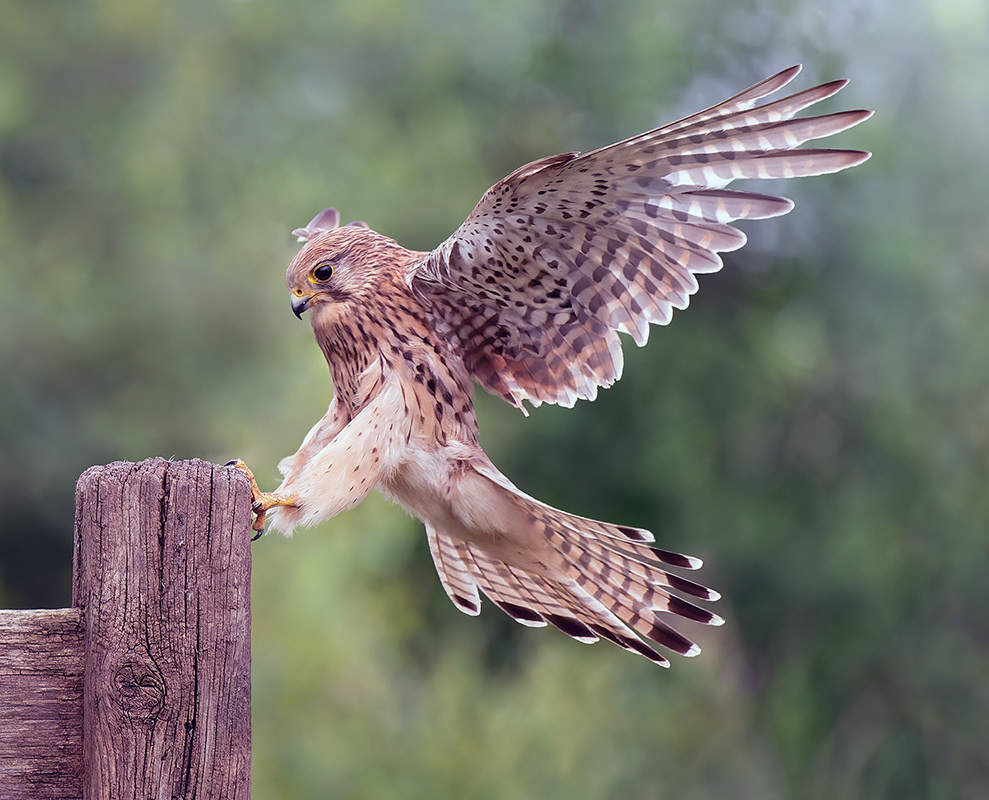 Kestrel Landing