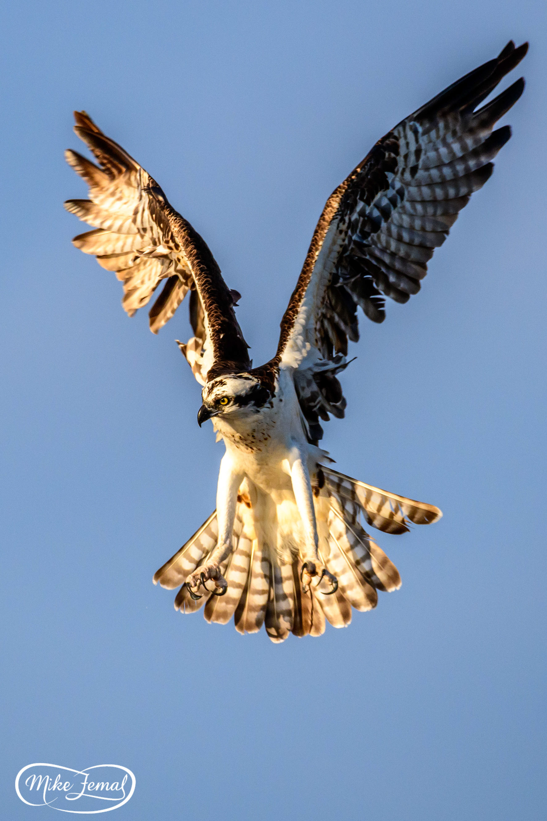 Osprey
