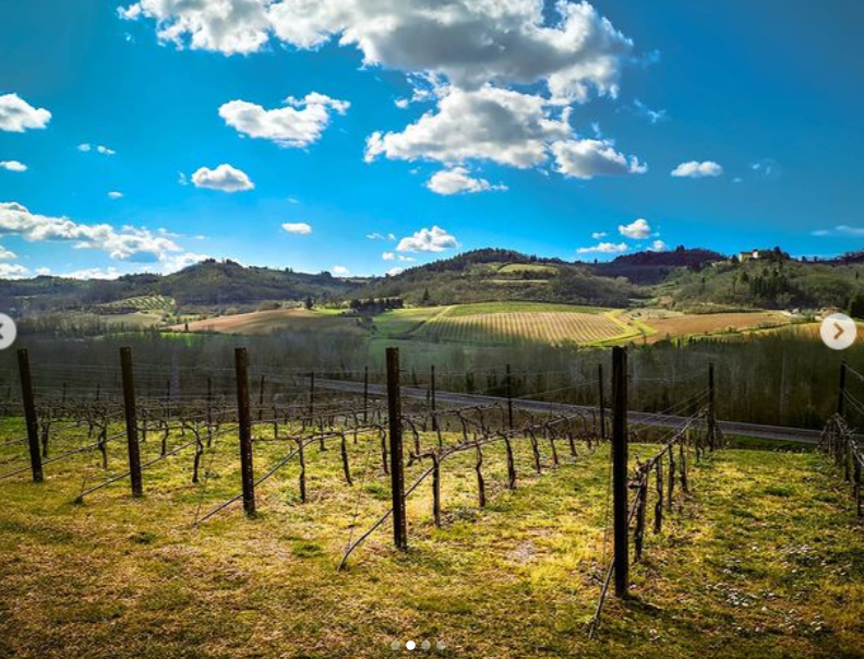 Marchesi Antinori's vineyard