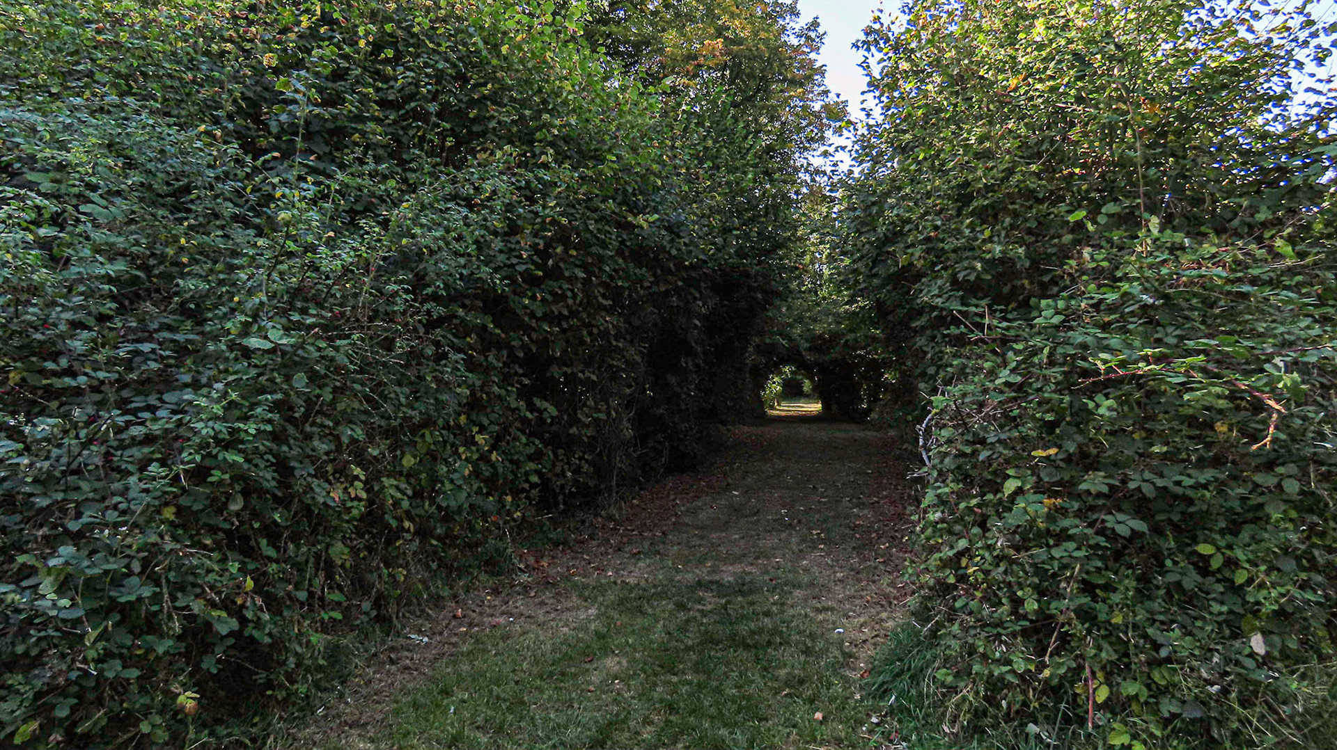 Peppard Wood, Oxfordshire