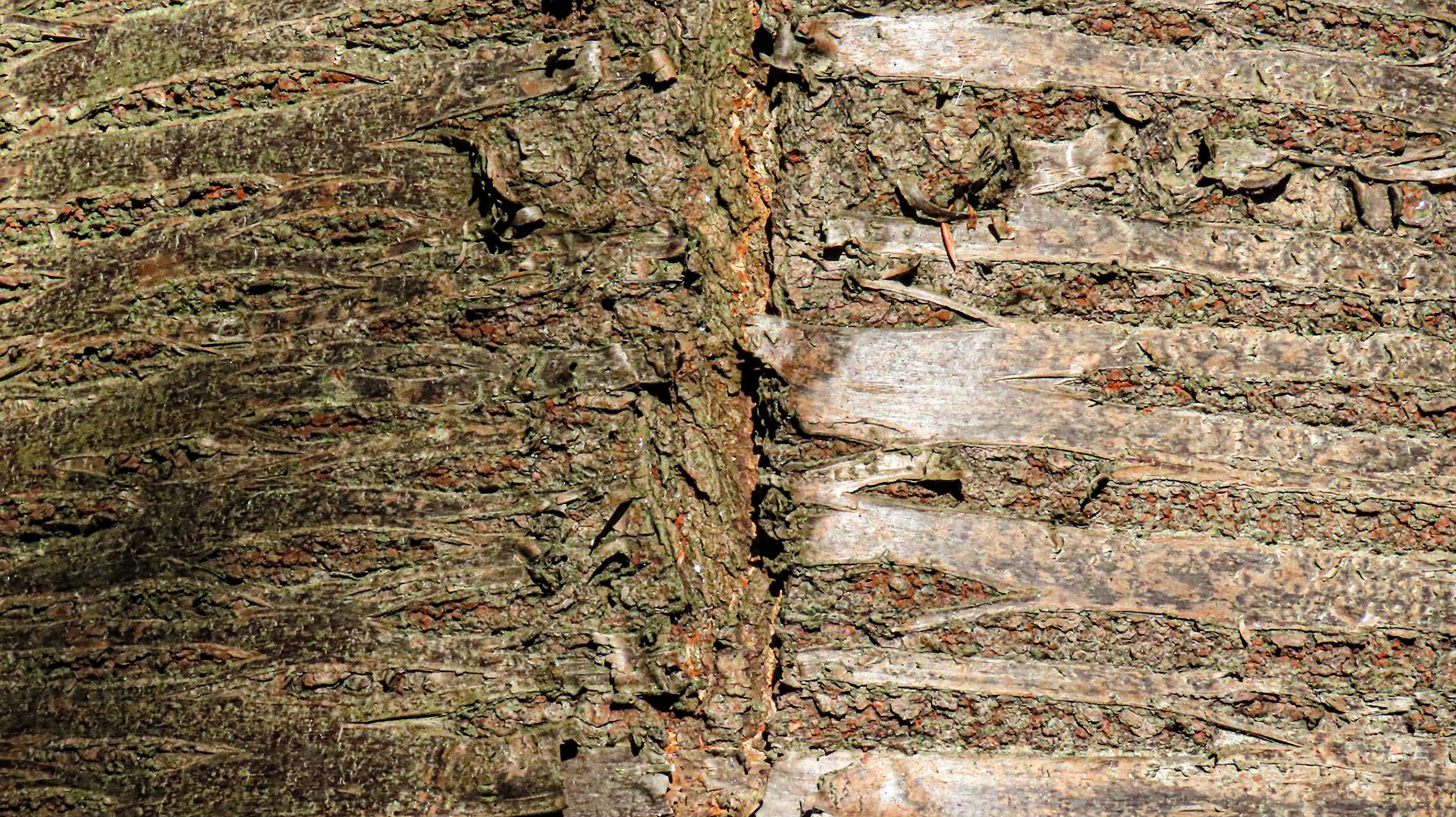 Clayhill Wood, Oxfordshire