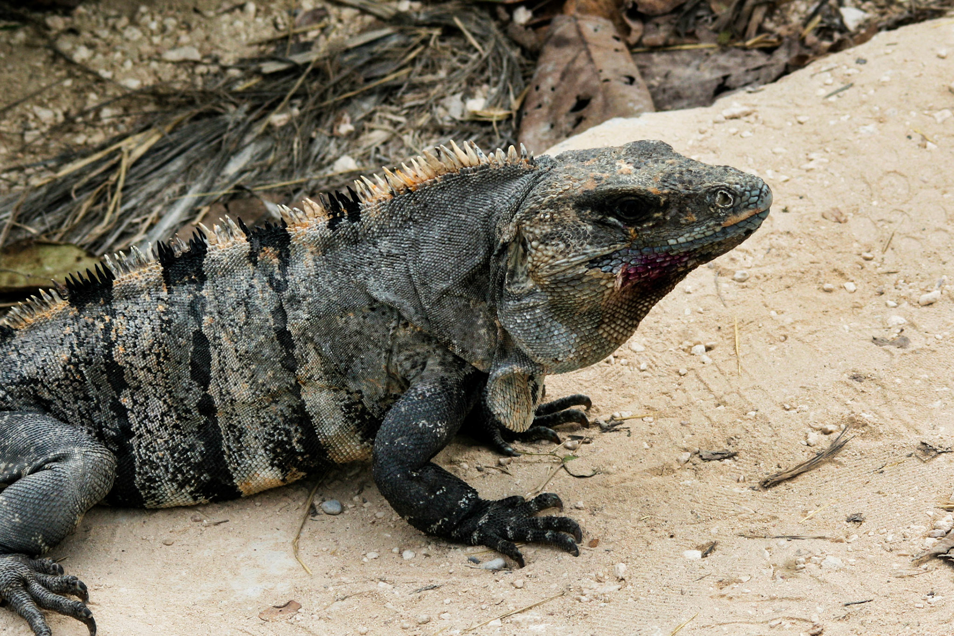 Iguana Cozumel, Mexico