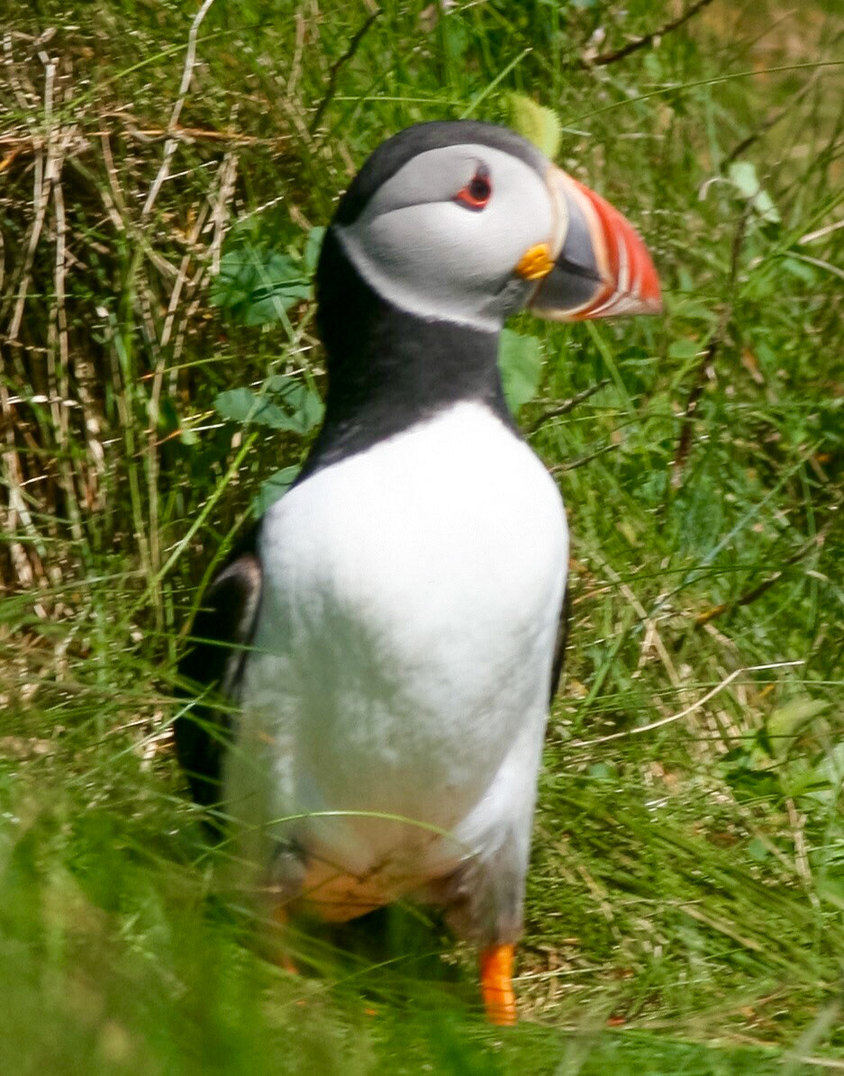 Puffin, The Isle Staffa, Scotland