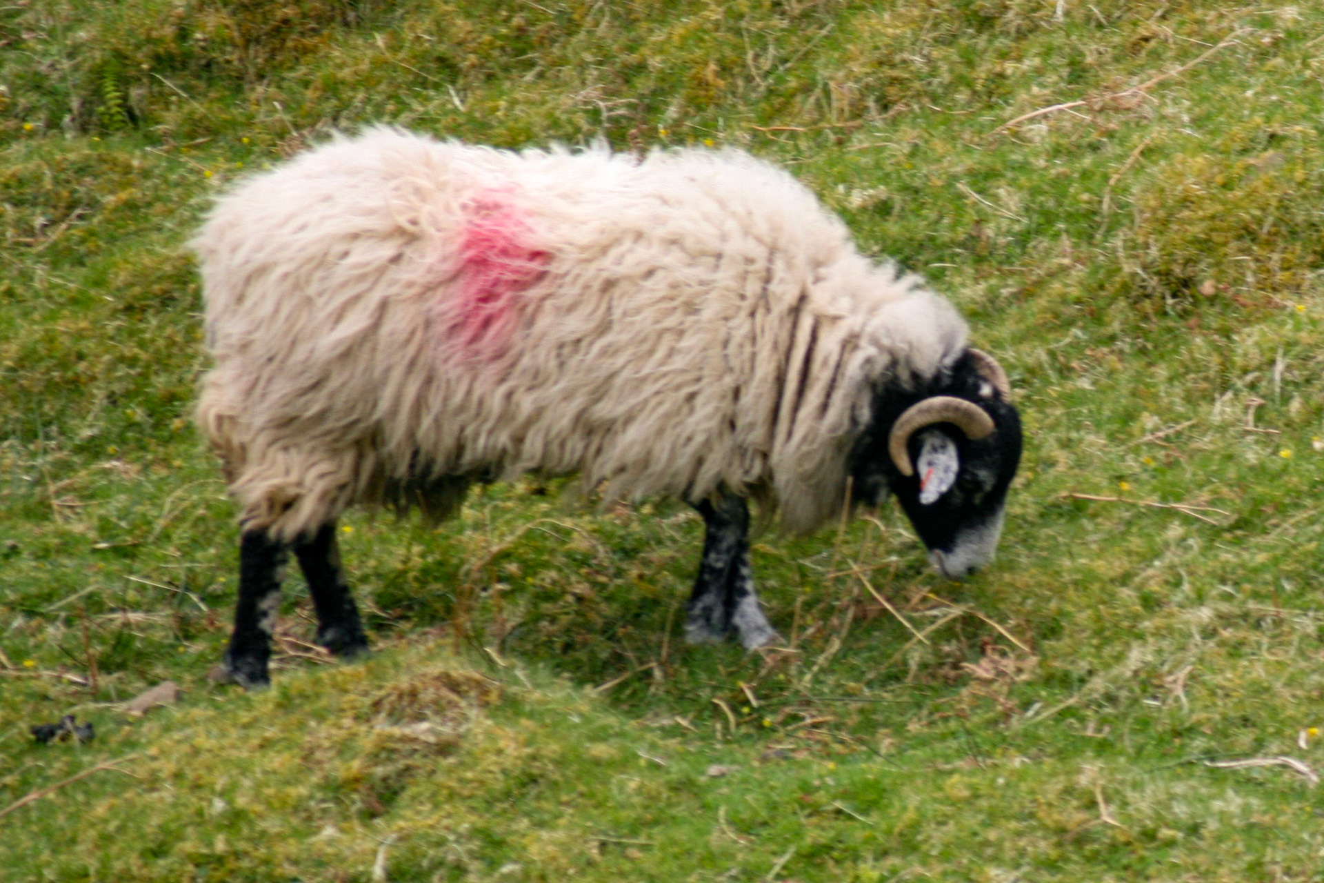 Sheep Scotland