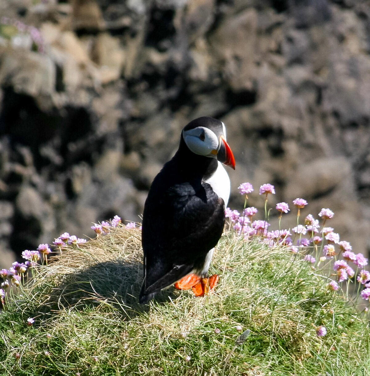 Puffin The Isle Staffa, Scotland