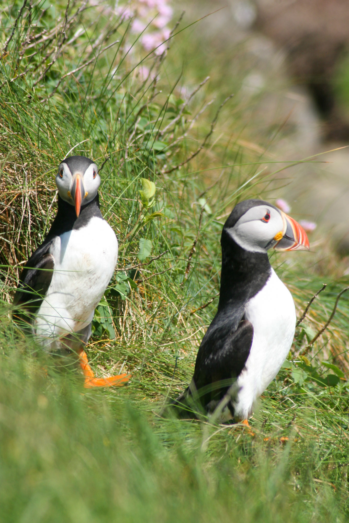 Puffin Isle Staffa, Scotland