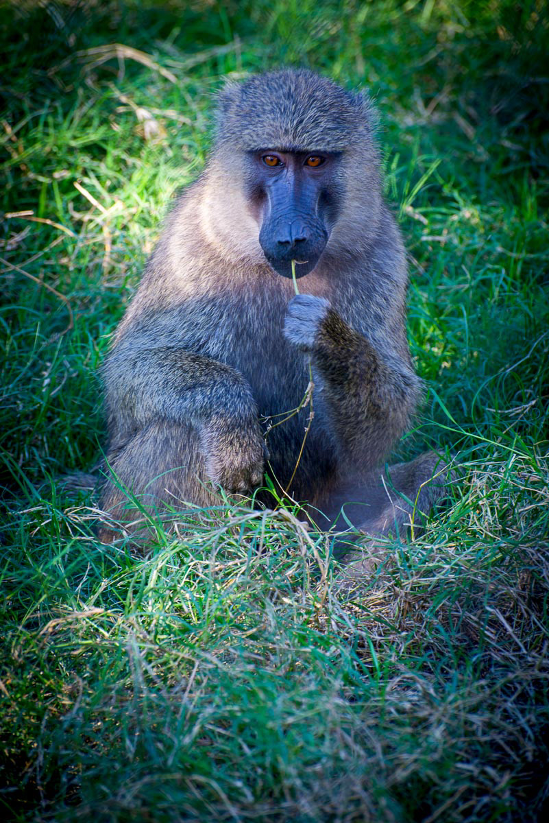 Chacma (Cape) baboon-patio Urisinus