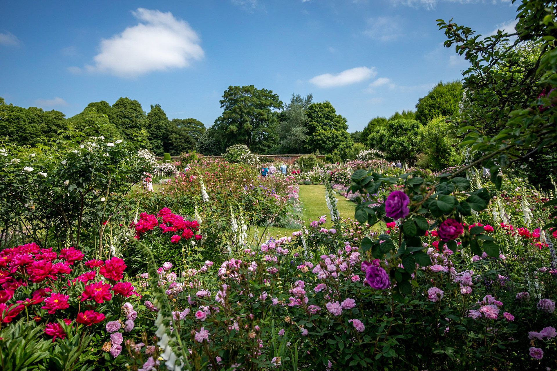 Kevin Pointer Photography - Mottisfont Rose Garden