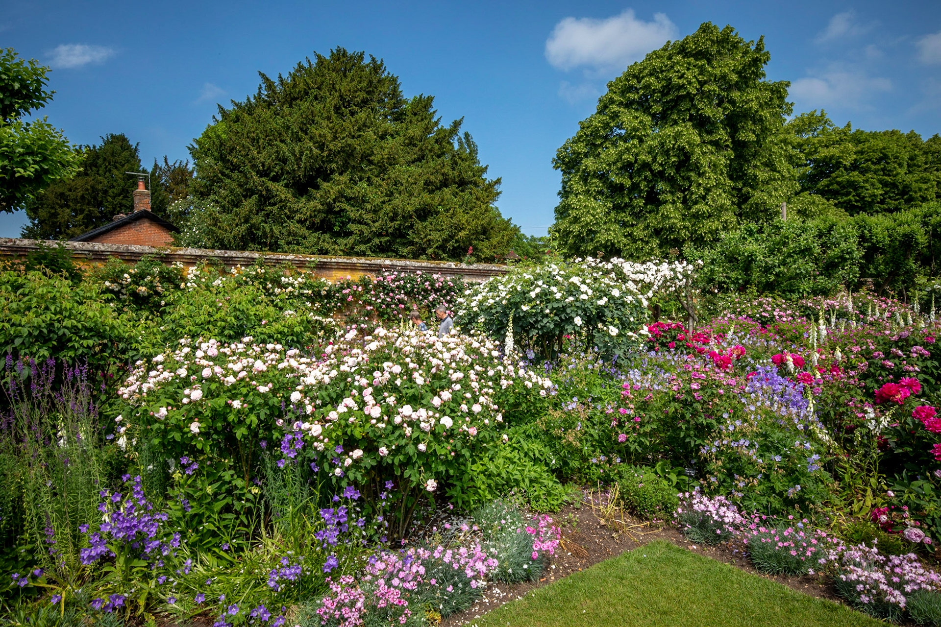 Kevin Pointer Photography - Mottisfont Rose Garden