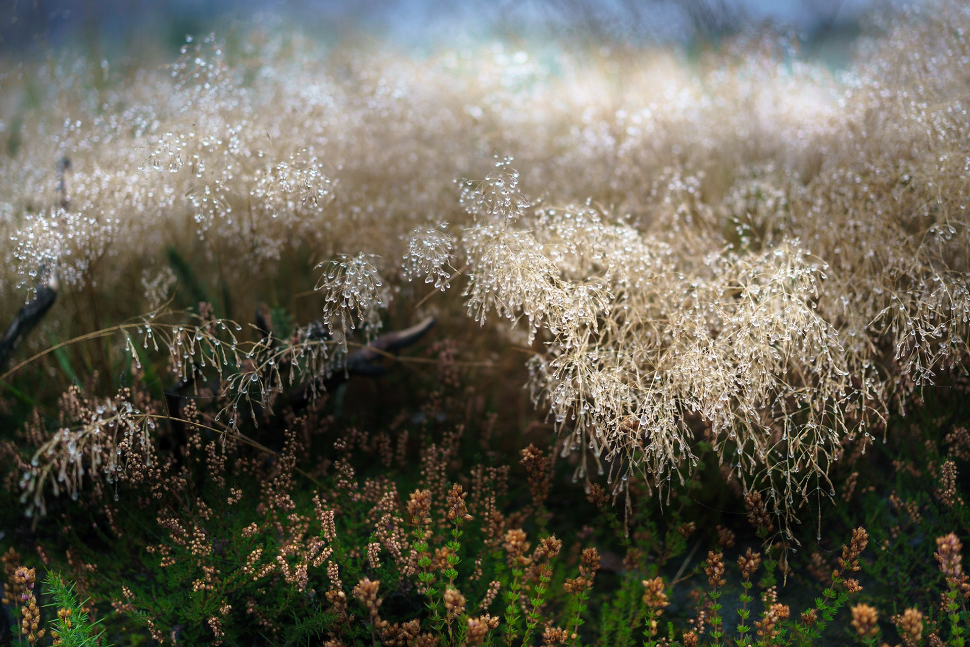 Dew on heather at Stanton Moor