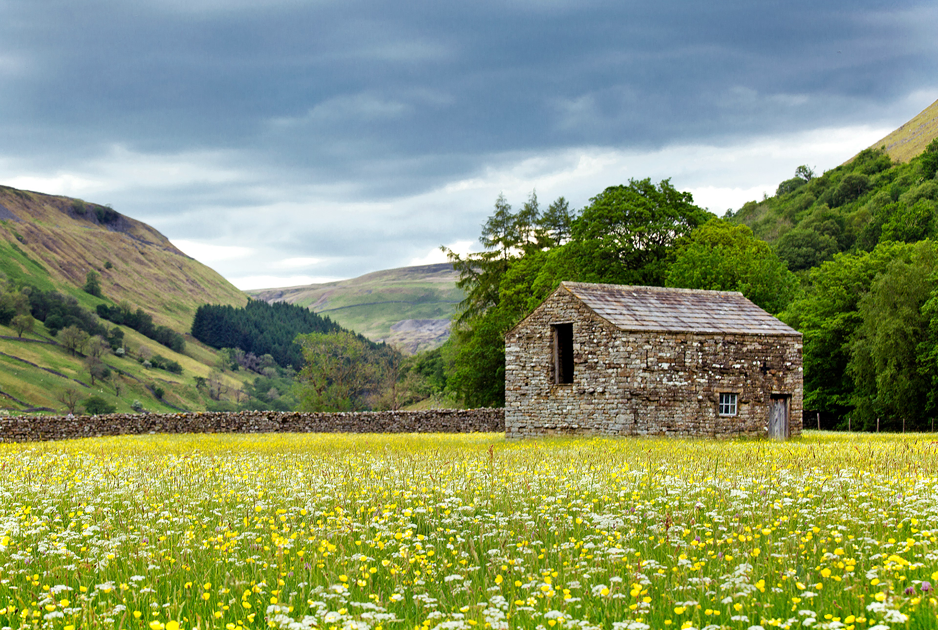 Muker, Swaledale buttercups