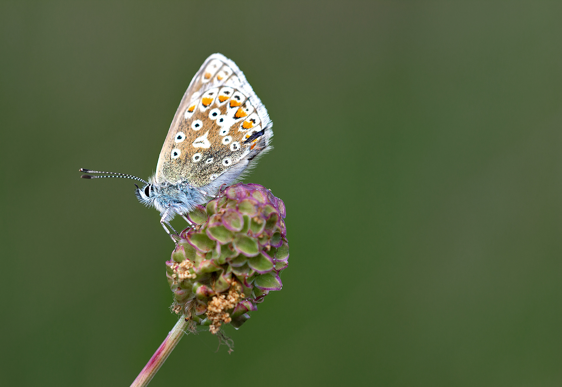 Common Blue butterfly