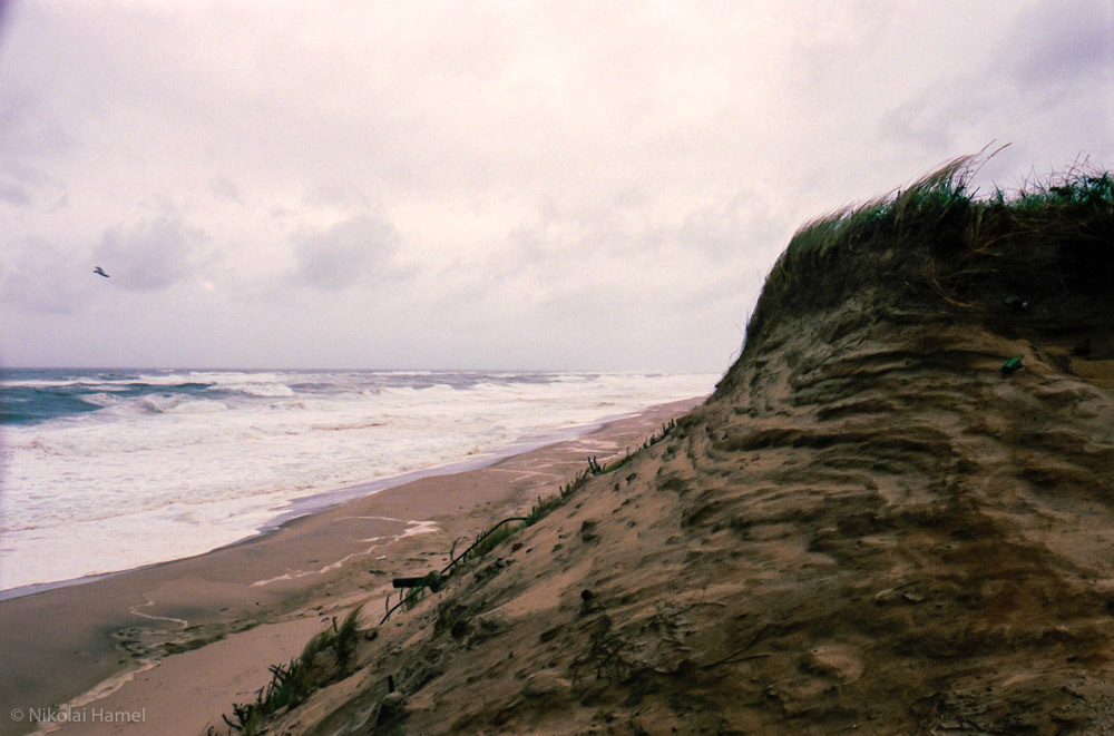 Windswept. Nikon F5, Kodak Portra 400-135. UV Filter