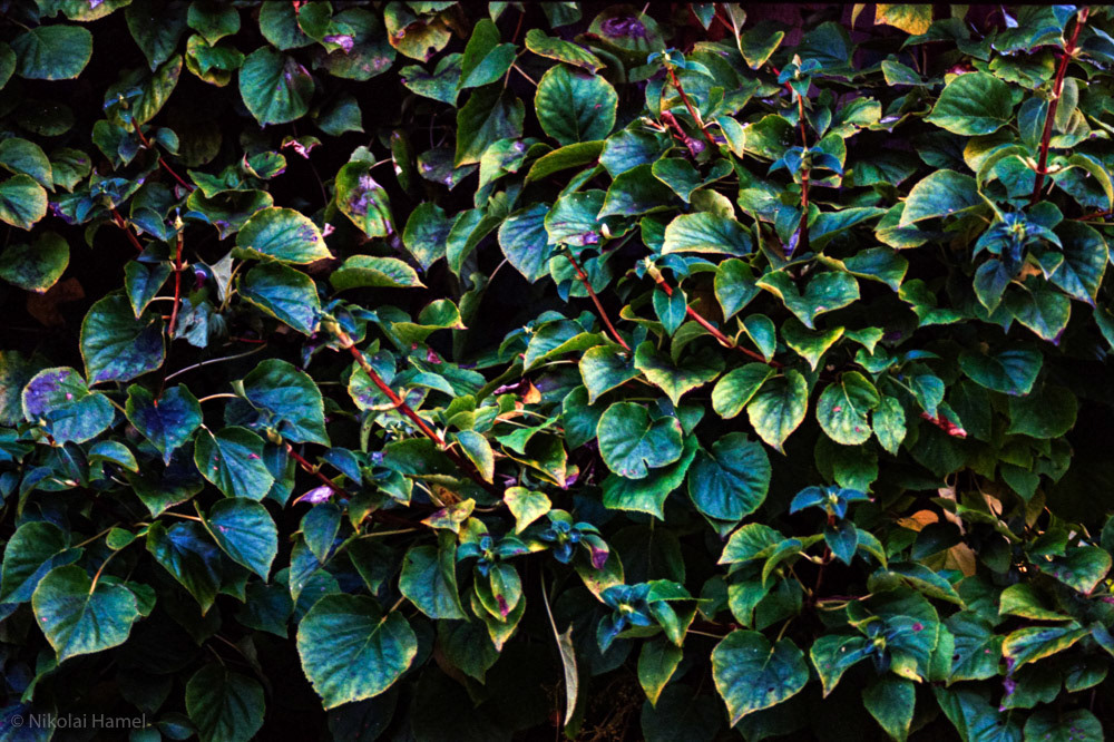 They're Coming. Nikon F5, Kodak Portra 400-135.