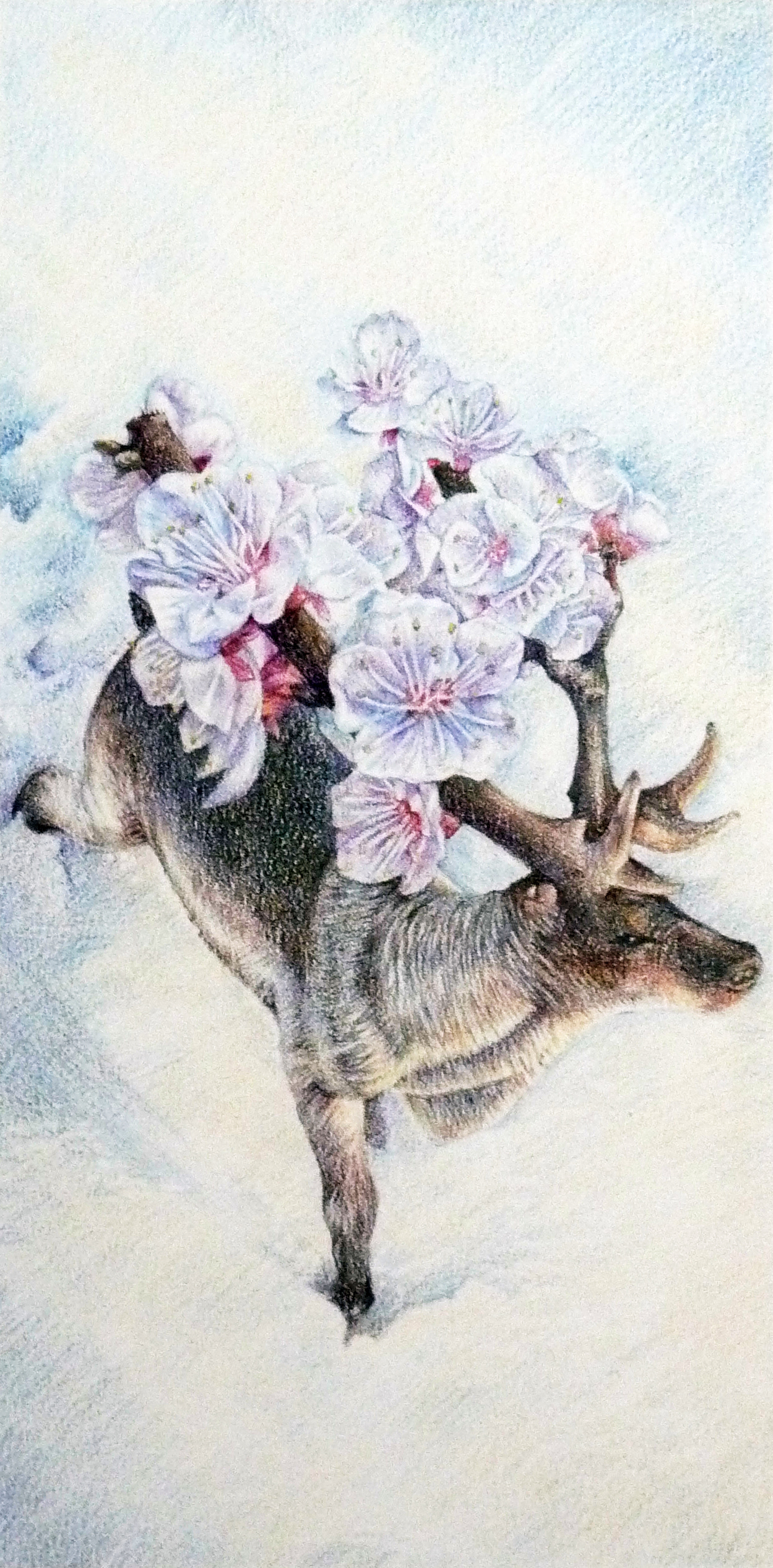 Blossom deer (Sold) | 2009, color pencil