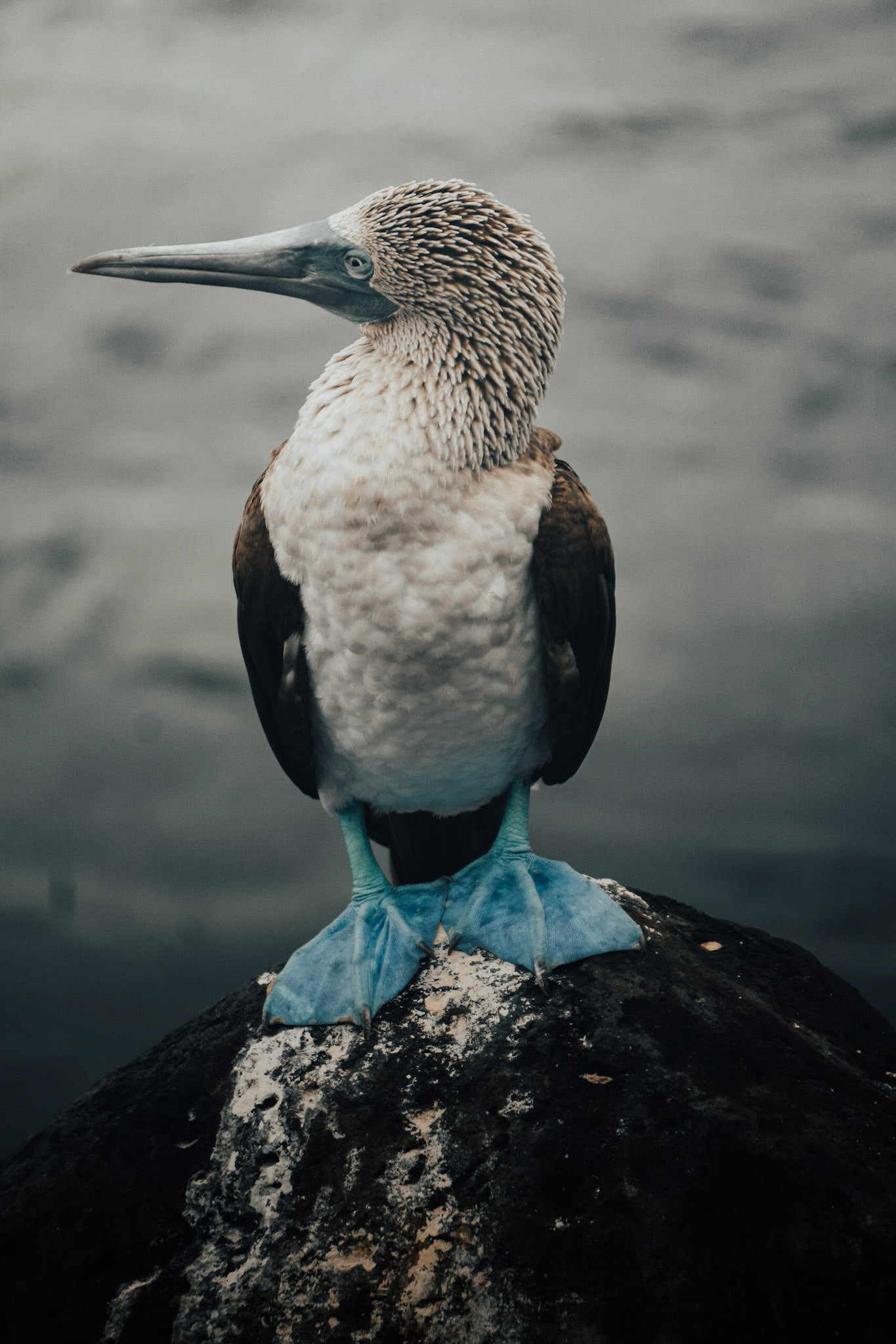 Blue Foot