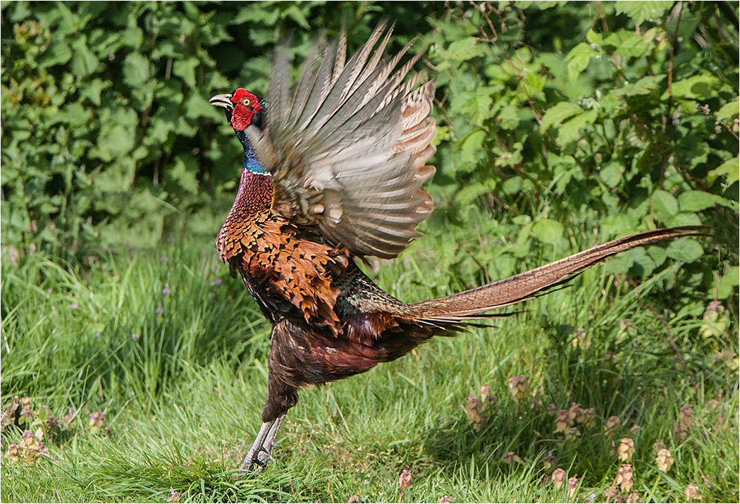 Pheasant - Male