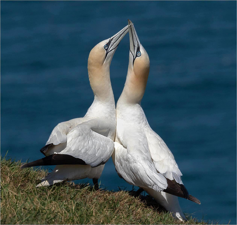 Roger Hance FRPS - Award Winning Photographer - Birds of Coastal Cliffs ...