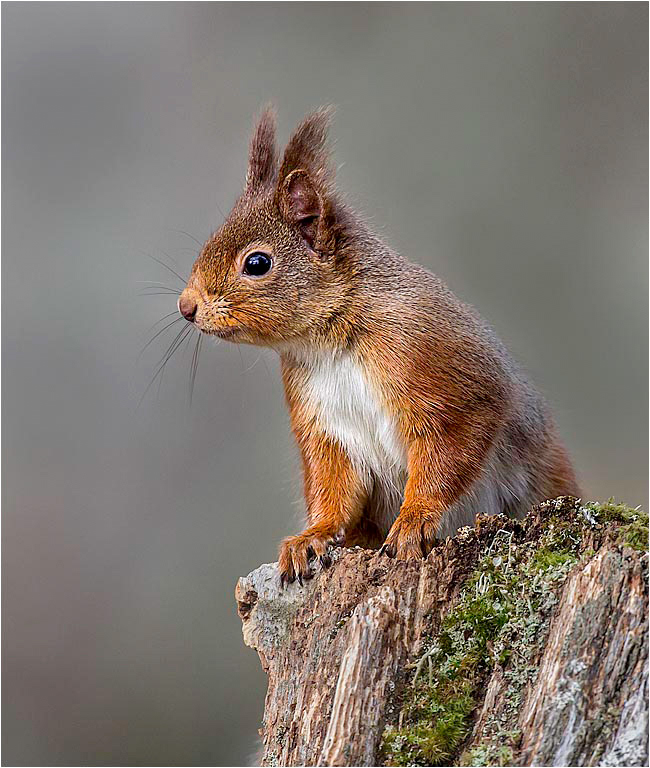 Red Squirrel