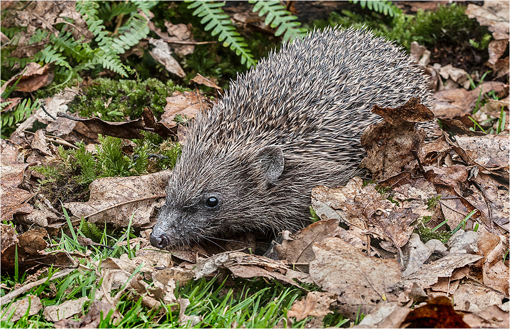 Hedgehog