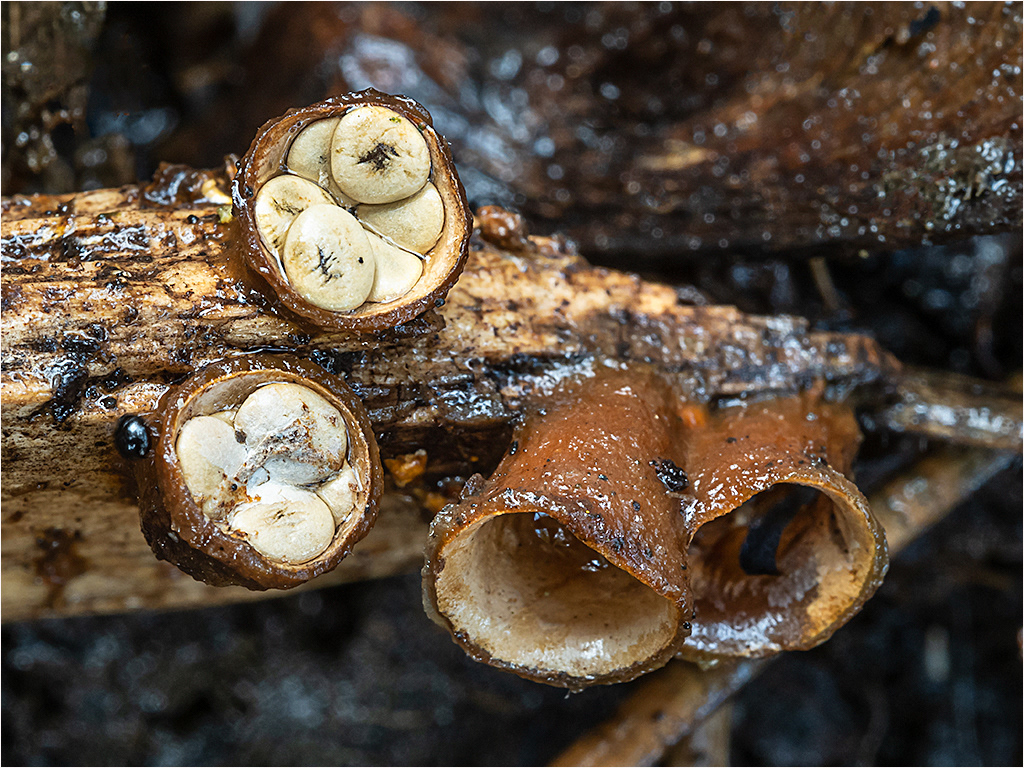 Birds Nest Fungi