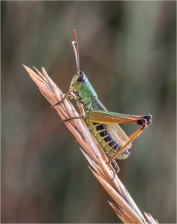 Grasshopper
