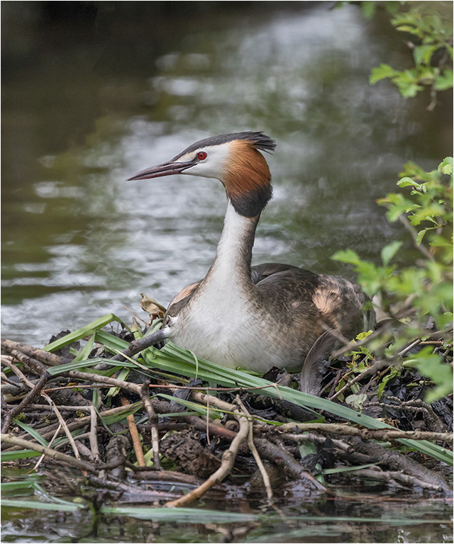 Great Crested Grebe on Nest