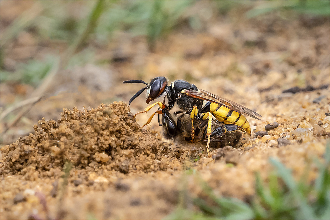 Bee Wolf Wasp with prey