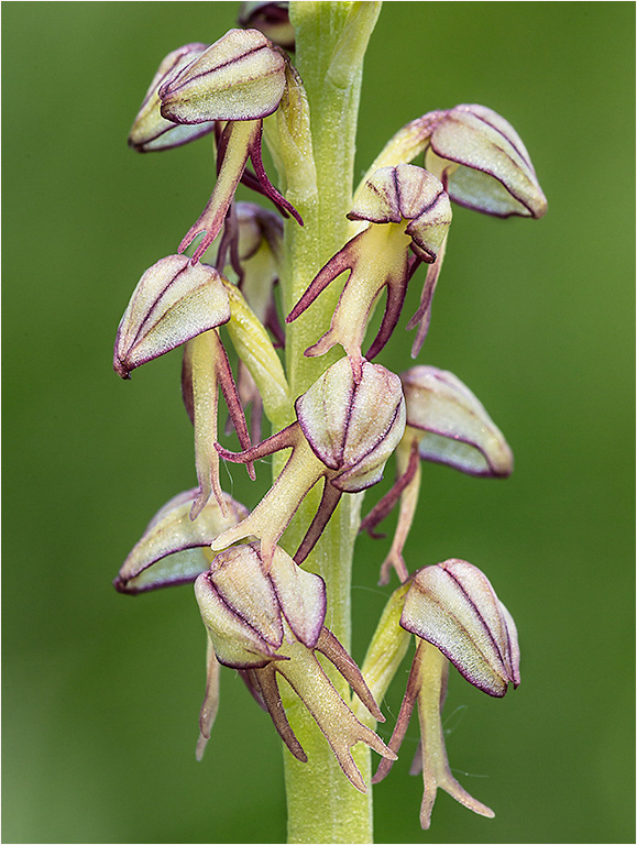 Man Orchids