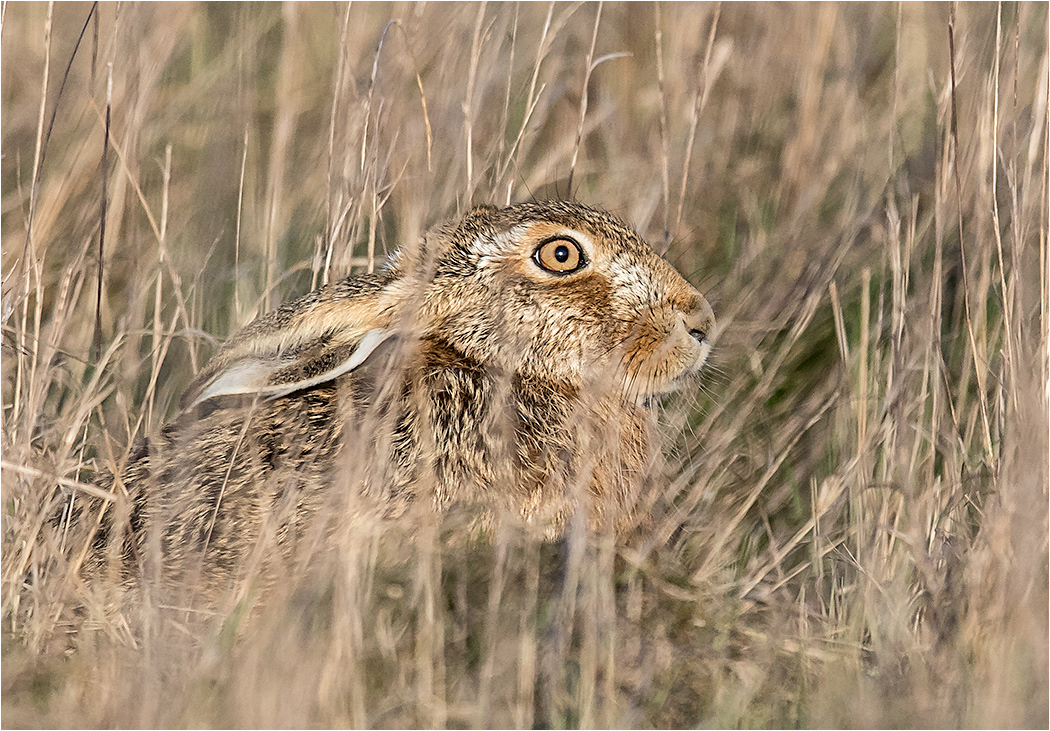 Hares