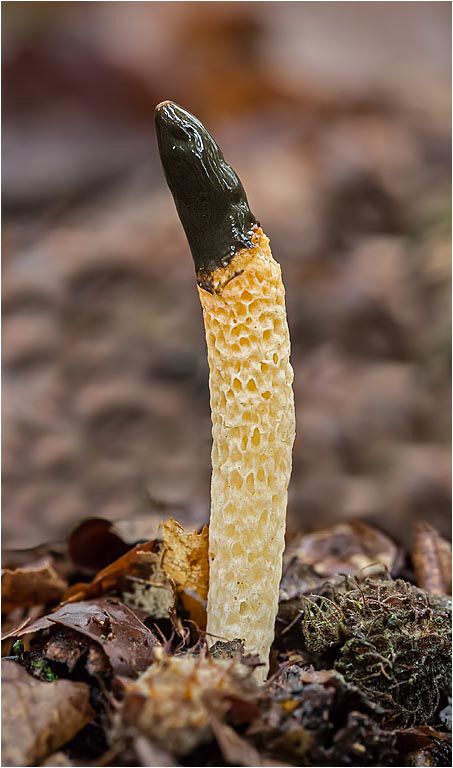 Dog Stinkhorn