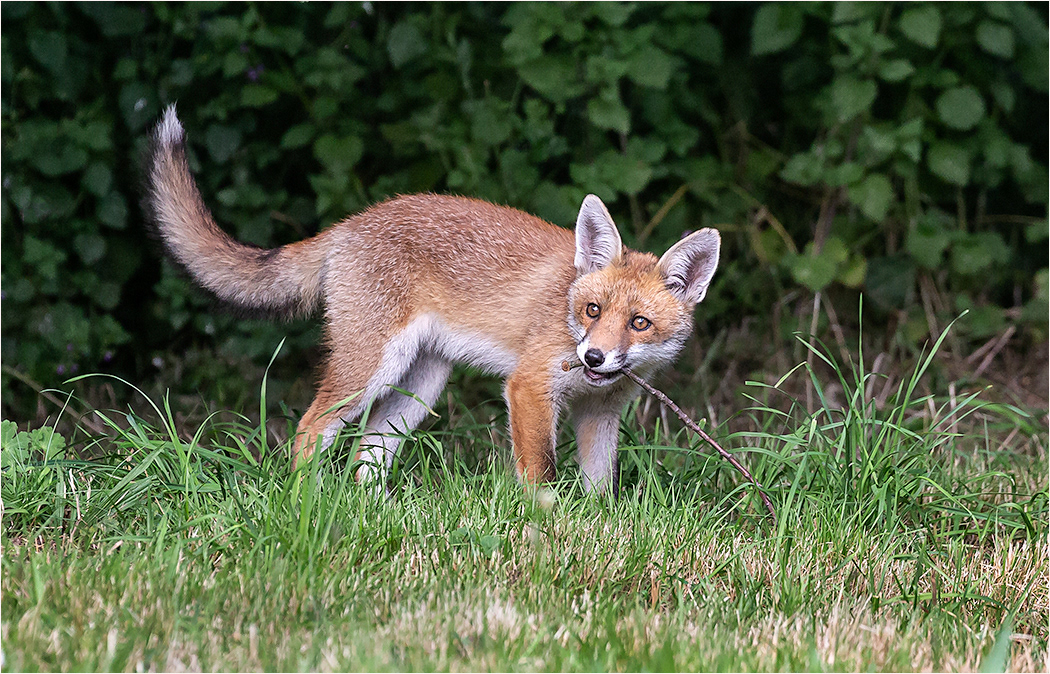 Fox