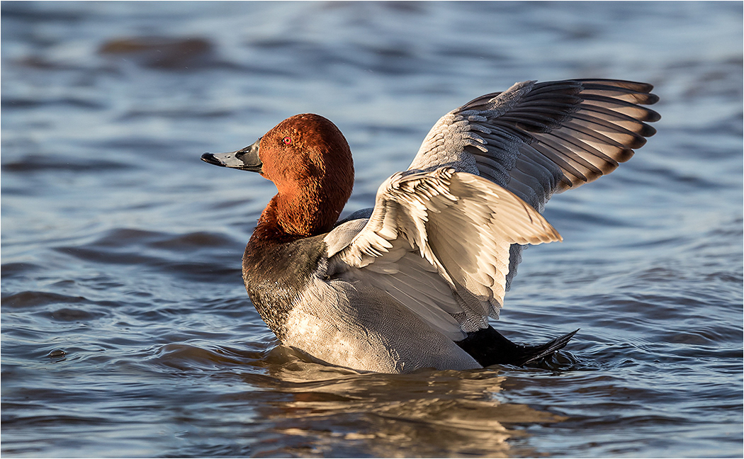 Pochard Wing Stretch