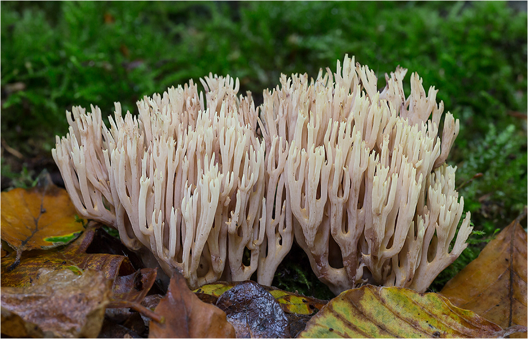 Ramaria Stricta