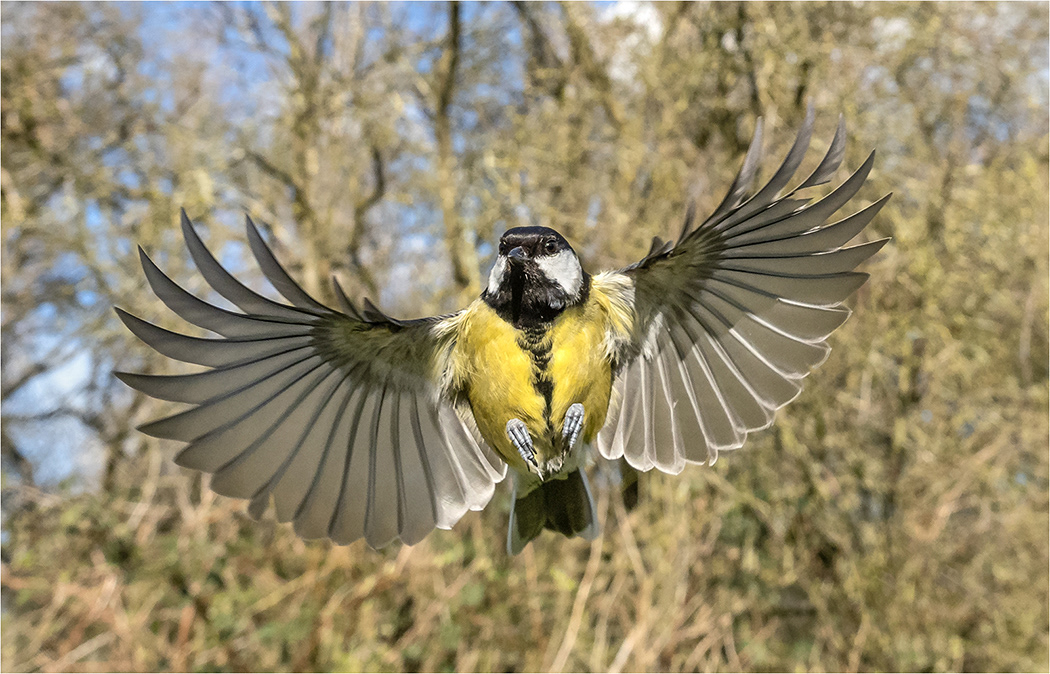Great Tit coming in to land - Wide Angle