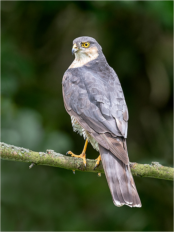 Sparrowhawk