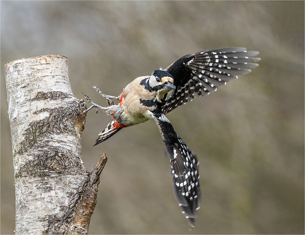 Great Spotted Woodpecker flying away from Silver Birch
