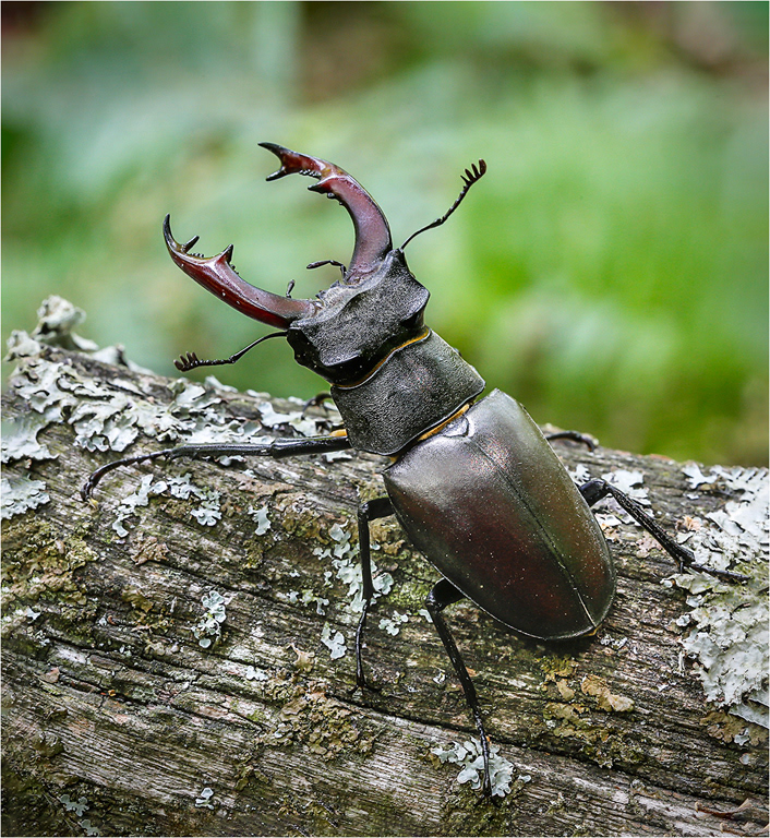 Stage Beetle - Male