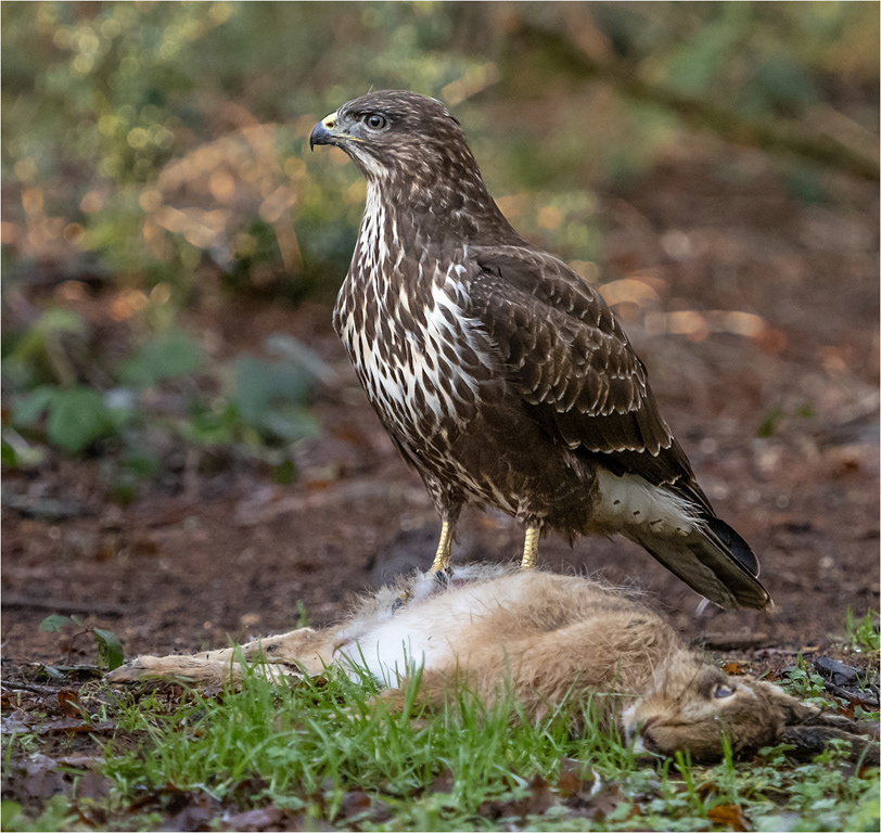 Buzzard