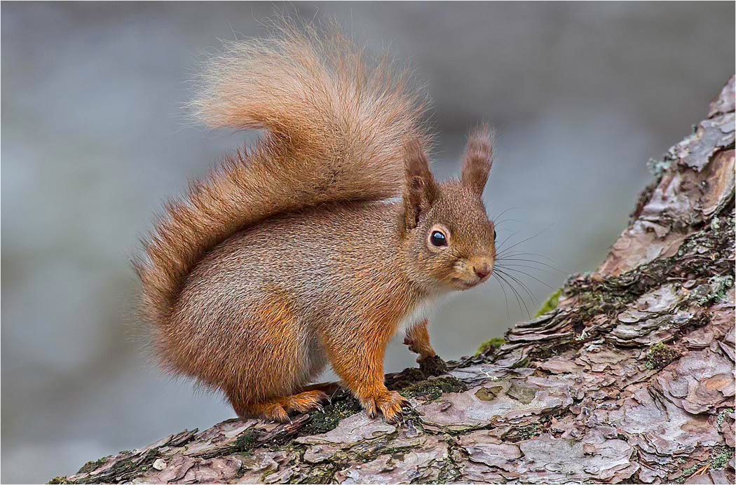 Red Squirrel