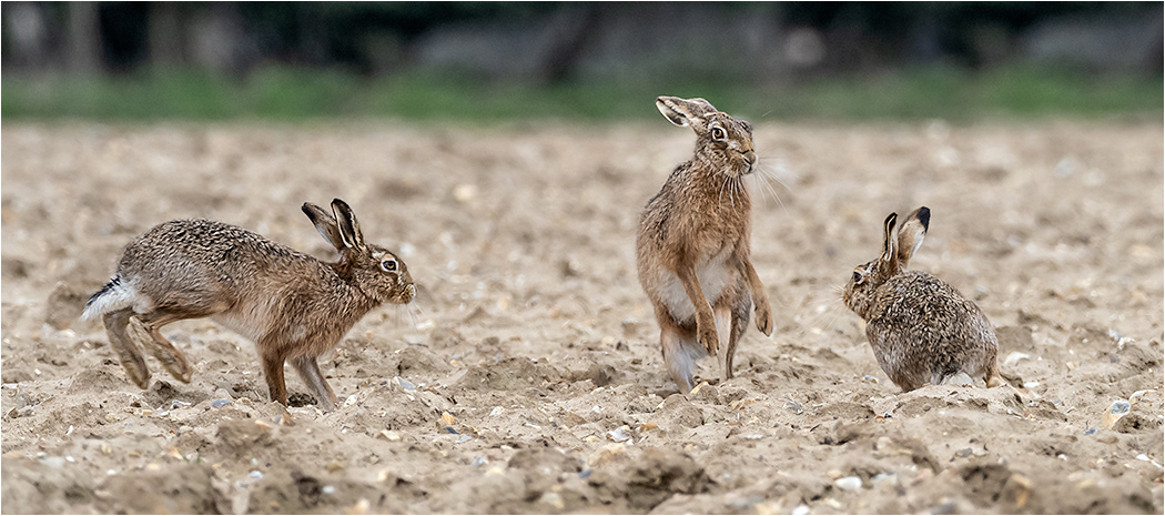 Hares