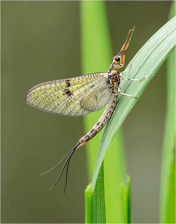 Roger Hance FRPS - Award Winning Photographer - Dragonflies and Damselflies