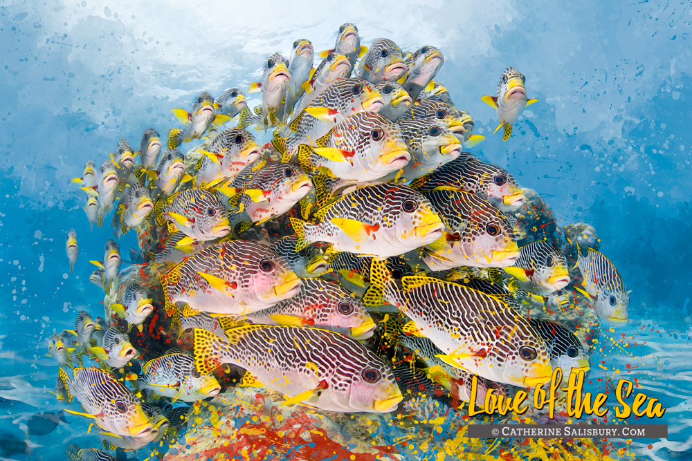 COD'S HOLE - Sweetlips by Catherine Salisbury