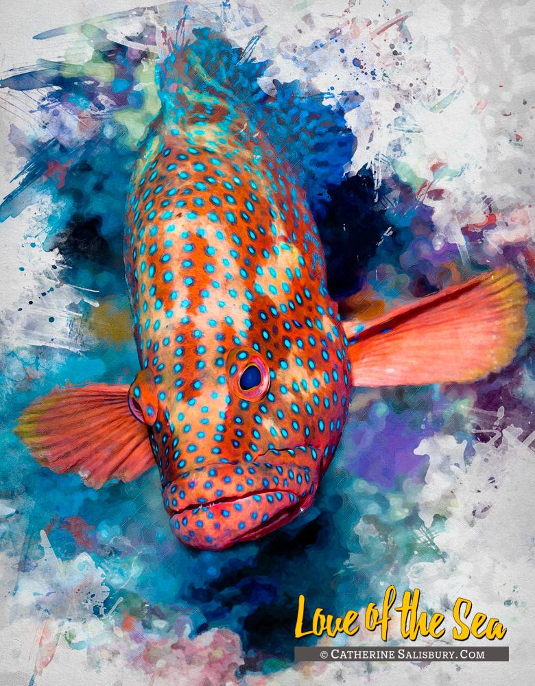 OSPREY REEF Grouper by Catherine Salisbury
