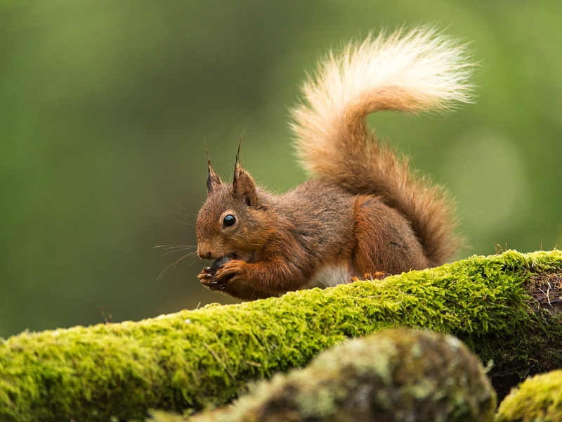 Rob Cain- Wildlife & Landscape Photography - Red Squirrels: Forest How